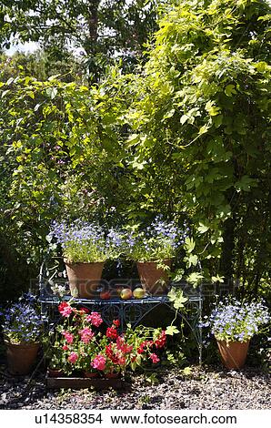 Pink and red geraniums waiting for planting by blue bench with terracotta pots of forget-me-nots. View Large Photo Image Picture - Pink and red geraniums waiting for planting by blue bench with terracotta pots of forget-me-nots.. Fotosearch