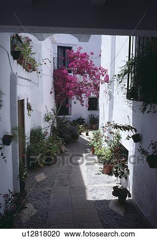 Pink bougainvillea growing in small courtyard between traditional white houses in village in southern Spain View Large Photo Image Stock Image - Pink bougainvillea growing in small courtyard between traditional white houses in village in southern Spain. Fotosearch