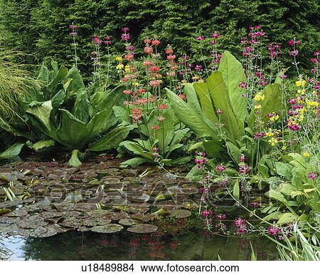 Pink candelabra primulas at a pond margin picking up the colour of maroon foliaged waterlilies. View Large Photo Image Picture - Pink candelabra primulas at a pond margin picking up the colour of maroon foliaged waterlilies.. Fotosearch