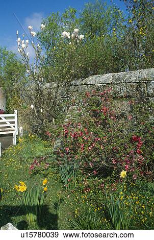 Pink chaenomeles in border in spring garden with stone wall View Large Photo Image Stock Photo - Pink chaenomeles in border in spring garden with stone wall. Fotosearch