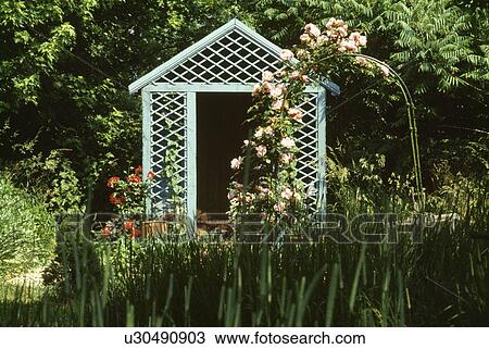 Pink climbing roses on arch in front of pale turquoise wooden gazebo with trellis View Large Photo Image Stock Image - Pink climbing roses on arch in front of pale turquoise wooden gazebo with trellis. Fotosearch