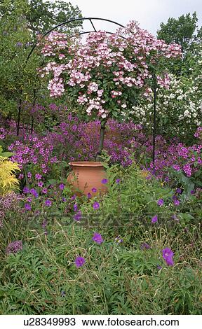 Pink climbing roses on metal arch above large terracotta pot underplanted with purple geraniums View Large Photo Image Stock Image - Pink climbing roses on metal arch above large terracotta pot underplanted with purple geraniums. Fotosearch