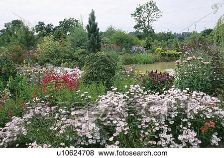 Pink daisies in summer garden border with large lake in the background View Large Photo Image Stock Photo - Pink daisies in summer garden border with large lake in the background. Fotosearch