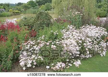 Pink daisies with red penstemon in summer garden border beside large pond View Large Photo Image Stock Photo - Pink daisies with red penstemon in summer garden border beside large pond. Fotosearch