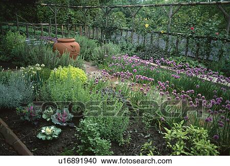 Pink flowering chives in country herb garden with large terracotta pot View Large Photo Image Stock Image - Pink flowering chives in country herb garden with large terracotta pot. Fotosearch