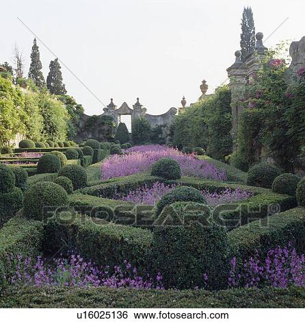 Pink flowering plants in formal beds edged with clipped box balls and hedges in Italian walled garden View Large Photo Image Stock Photograph - Pink flowering plants in formal beds edged with clipped box balls and hedges in Italian walled garden. Fotosearch