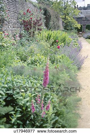 Pink foxgloves and fennel in summer border beside path in large walled garden View Large Photo Image Stock Photo - Pink foxgloves and fennel in summer border beside path in large walled garden. Fotosearch