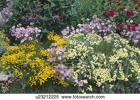 Stock Photography - Pink lavatera and yellow helichrysum in shrub border with buddleia and red roses. Fotosearch