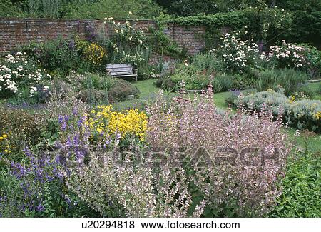 Pink perennial salvia in summer border in large walled country garden View Large Photo Image Stock Photo - Pink perennial salvia in summer border in large walled country garden. Fotosearch