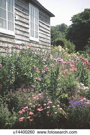 Pink poppies in summer garden border View Large Photo Image Stock Image - Pink poppies in summer garden border . Fotosearch