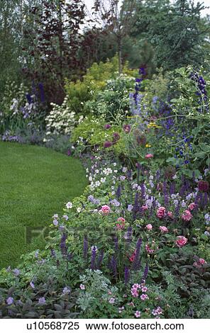 Pink roses and blue Veronica in summer garden border View Large Photo Image Stock Photography - Pink roses and blue Veronica in summer garden border. Fotosearch