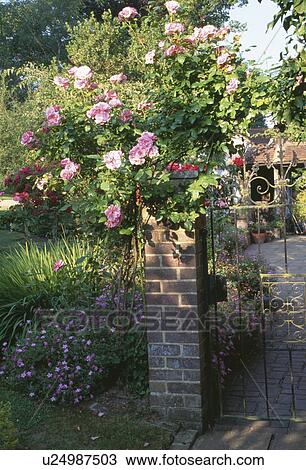Stock Image - Pink roses on wall beside wrought iron garden gate. Fotosearch