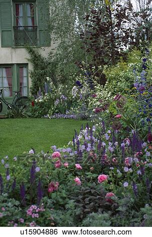 Pink roses with blue geraniums and veronica in summer garden border View Large Photo Image Stock Photograph - Pink roses with blue geraniums and veronica in summer garden border. Fotosearch