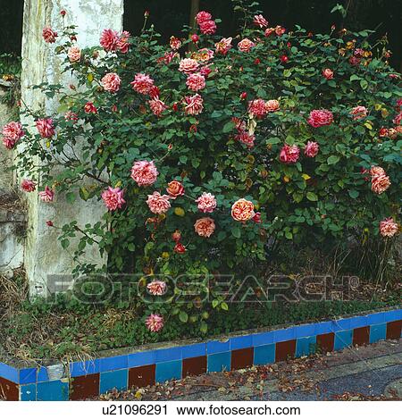 Pink shrub rose in garden border edged with blue ceramic tiles View Large Photo Image Stock Image - Pink shrub rose in garden border edged with blue ceramic tiles. Fotosearch