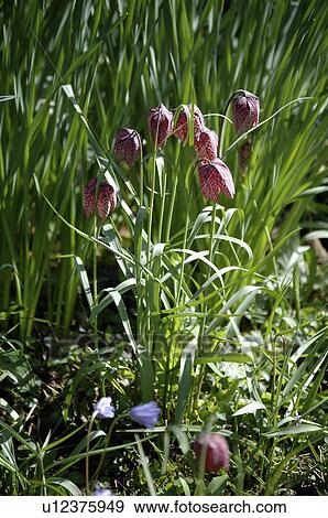 Stock Photo - Pink Snakes head fritillary in grass.. Fotosearch