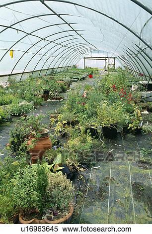 Plants inside commercial polytunnel View Large Photo Image Stock Photography - Plants inside commercial polytunnel. Fotosearch