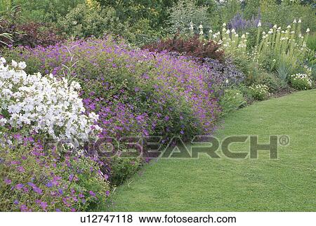 Stock Photo - Purple gerarniums and white mallow in herbaceous summer garden border. Fotosearch