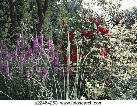 Purple lythrum in summer garden border View Large Photo Image Stock Image - Purple lythrum in summer garden border. Fotosearch