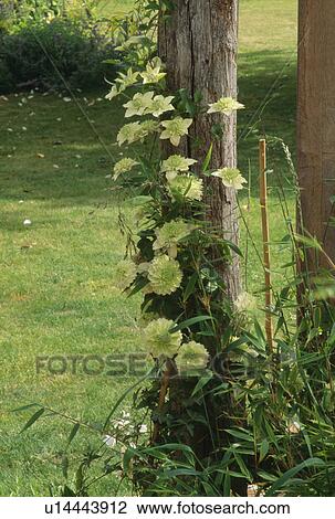 Stock Image - Rare double pale yellow clematis growing up a narrow tree trunk.. Fotosearch