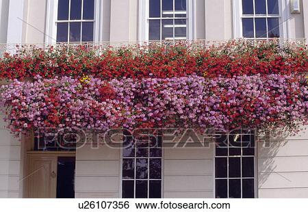 Red and pink geraniums in containers on balcony of Victorian townhouse View Large Photo Image Stock Photograph - Red and pink geraniums in containers on balcony of Victorian townhouse. Fotosearch