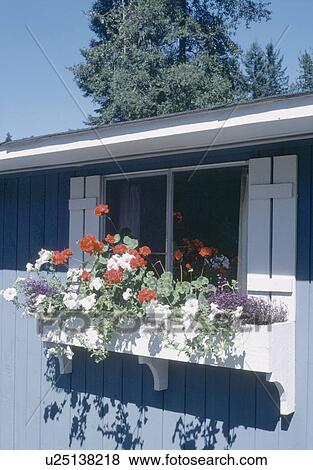 Red geraniums and white petunias in windowbox on blue single storey house View Large Photo Image Stock Photo - Red geraniums and white petunias in windowbox on blue single storey house. Fotosearch