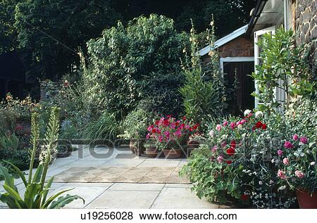 Red petunias and pink roses in borders around paving in front of small country house View Large Photo Image Stock Photo - Red petunias and pink roses in borders around paving in front of small country house. Fotosearch