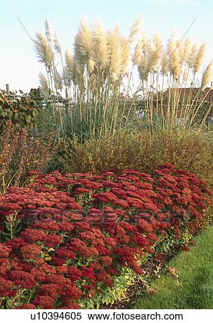 Stock Photography - Red sedum and tall pampas grass in autumn border in country garden. Fotosearch