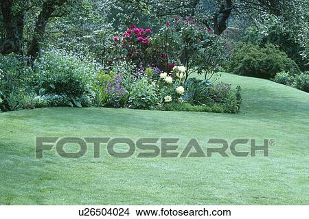 Rhododendrons in border around mown lawn in large country garden in spring View Large Photo Image Picture - Rhododendrons in border around mown lawn in large country garden in spring. Fotosearch