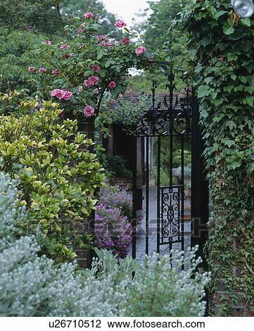 Senecio and skimmia in border beside open wrought-iron gate with pink climbing rose in country garden View Large Photo Image Stock Image - Senecio and skimmia in border beside open wrought-iron gate with pink climbing rose in country garden. Fotosearch