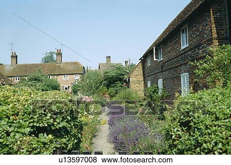 Sideways view of cottage front garden with lavender hedge beside path View Large Photo Image Stock Photo - Sideways view of cottage front garden with lavender hedge beside path . Fotosearch