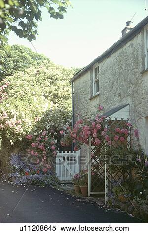 Stock Photography - Sideways view of stone cottage with pink climbing roses on white trellis porch. Fotosearch