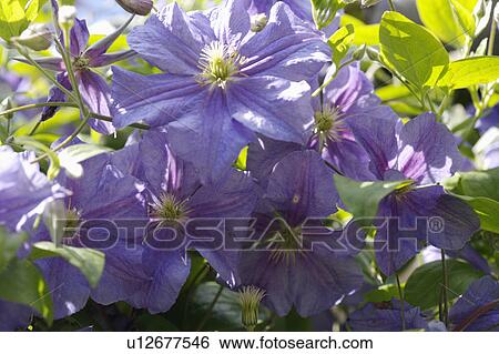 Single mauve clemetus plant portrait. View Large Photo Image Stock Photograph - Single mauve clemetus plant portrait.. Fotosearch