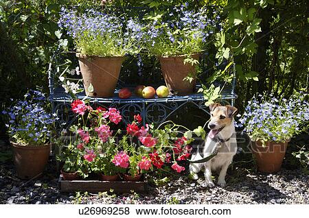 Small terrior dog sitting by bench and pots filled with blue and pink flowers in summer. View Large Photo Image Stock Photo - Small terrior dog sitting by bench and pots filled with blue and pink flowers in summer.. Fotosearch