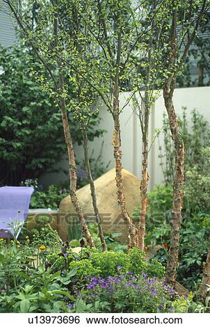 Stock Photograph - Small trees underplanted with summer perennials in town garden. Fotosearch