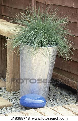 Specimen blue grass in tall metal container by a wooden bench. View Large Photo Image Stock Photo - Specimen blue grass in tall metal container by a wooden bench.. Fotosearch