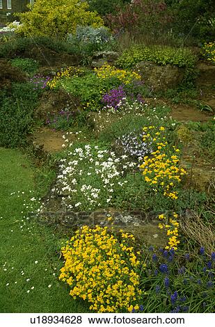 Spring rockery plants gowing in gaps in crazy paving. View Large Photo Image Stock Photo - Spring rockery plants gowing in gaps in crazy paving.. Fotosearch