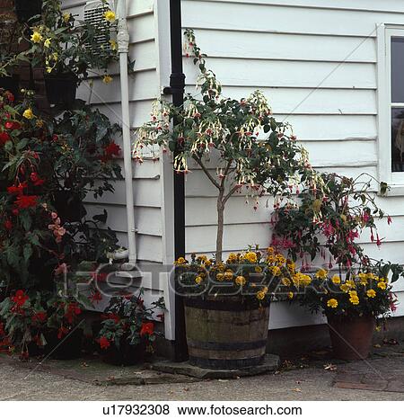 Stock Photo - Standard fuchsias with french marigolds in half barrels at the corner of a white clapperboard house.. Fotosearch