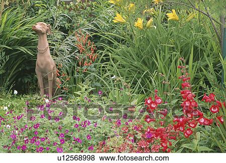 Statue of dog in summer border with red penstemon and yellow hemerocallis underplanted with purple geraniums View Large Photo Image Stock Photo - Statue of dog in summer border with red penstemon and yellow hemerocallis underplanted with purple geraniums. Fotosearch