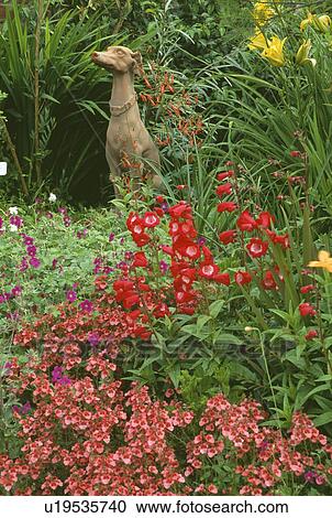 Statue of dog in summer border with pink diascia and red penstemon View Large Photo Image Stock Image - Statue of dog in summer border with pink diascia and red penstemon . Fotosearch