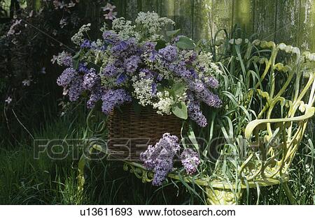 Stock Image - Still-Life of basket of mauve and white lilac on old white metal garden bench. Fotosearch