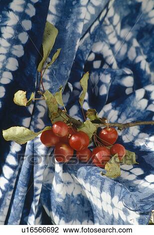 Still-Life of branch of small red apples on blue+white Ikat-print fabric View Large Photo Image Stock Image - Still-Life of branch of small red apples on blue+white Ikat-print fabric. Fotosearch