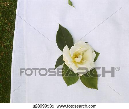 Still-Life of cream camellia on white cotton fabric View Large Photo Image Stock Photography - Still-Life of cream camellia on white cotton fabric. Fotosearch
