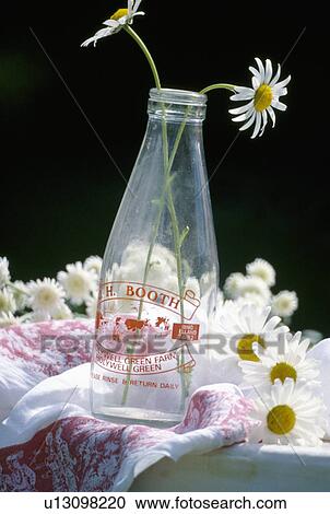 Stock Image - Still-Life of daisies in old milk-bottle. Fotosearch