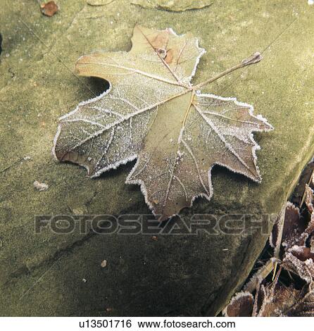 Still-Life of frosted maple leaf View Large Photo Image Stock Photograph - Still-Life of frosted maple leaf. Fotosearch