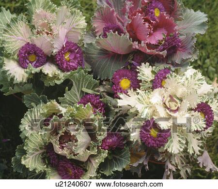 Stock Photo - Still-Life of green and cream ornamental cabbages. Fotosearch