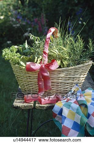 Still-Life of herbs in wicker basket decorated with red ribbon View Large Photo Image Stock Photo - Still-Life of herbs in wicker basket decorated with red ribbon. Fotosearch