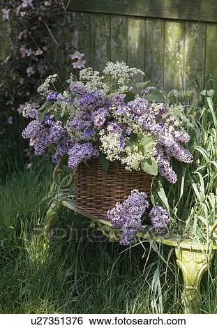 Still-Life of mauve and white lilac in basket on old white metal garden bench View Large Photo Image Stock Photograph - Still-Life of mauve and white lilac in basket on old white metal garden bench. Fotosearch