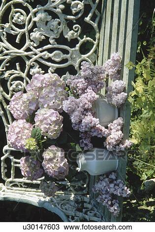 Stock Image - Still-Life of mauve hydrangeas in jug on old white wrought-iron garden bench. Fotosearch