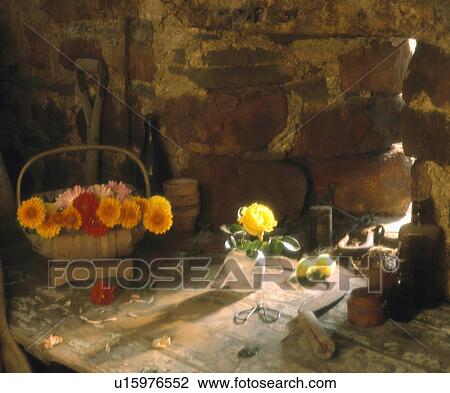 Still-Life of orange dahlias in wooden basket on old wooden table with single yellow rose in pot View Large Photo Image Stock Image - Still-Life of orange dahlias in wooden basket on old wooden table with single yellow rose in pot. Fotosearch