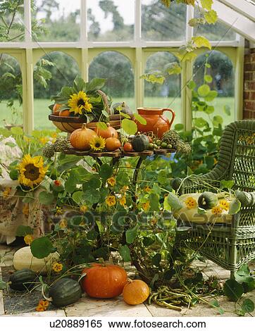 Still-life of orange jug pumpkins on small metal table in conservatory with green wicker chair View Large Photo Image Stock Photography - Still-life of orange jug pumpkins on small metal table in conservatory with green wicker chair. Fotosearch